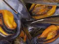 Primer plano de mejillones al vapor, con sus carnosas y anaranjadas partes visibles dentro de las conchas oscuras.
