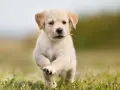 Ile waży szczeniak golden retriever? Sprawdź, jak rośnie Twój pupil