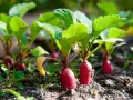 Young radishes with bright green leaves emerging from the soil. A perfect example of what to grow in a garden for a quick harvest.