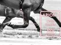 L'allure cheval est analysée : 97% de régularité et 85% de symétrie.