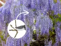 Piękna wisteria w pełnym rozkwicie. W okręgu sekator przycina gałązkę, pokazując, kiedy kwitnie wisteria i jak o nią dbać.