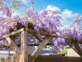 Üppige, winterharte Kletterpflanzen mit lila Blüten hängen von einer Holzpergola unter blauem Himmel.