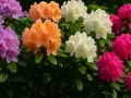 Wysokie odmiany rododendronów w pełnym rozkwicie: fioletowe, pomarańczowe, białe i intensywnie różowe kwiaty tworzą barwną mozaikę.