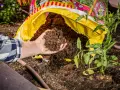 Hand holding rich soil from a bag, comparing raised bed soil vs garden soil for a new tomato plant.