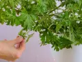 Dłoń zbiera liście geranium, które posłużą do przygotowania nalewki z geranium na stawy.