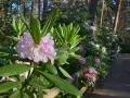 Delikatne różowe kwiaty rododendrona na tle lasu. Zastanawiasz się, co posadzić obok rododendrona? Warto wybrać rośliny o podobnych wymaganiach glebowych i świetlnych.