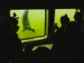 Fokarium w Helu: widzowie obserwują i filmują foki podczas karmienia.