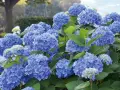 Prächtige blaue Hortensienblüten im Garten. Mit der richtigen Hortensien Pflege werden sie zu einem echten Hingucker.