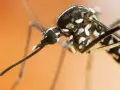 Primer plano de un mosquito tigre, una plaga que transmite enfermedades. Sus patas y cuerpo negro con rayas blancas son visibles.