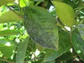 Foglie di agrumi con macchie scure e biancastre, segni di malattie che colpiscono la pianta.
