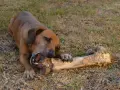 Czy pies może jeść kości? Bezpieczne i niebezpieczne opcje dla psa
