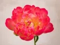 Peonía coral vibrante, símbolo de prosperidad y romance. Su exuberante belleza evoca el peonias significado de buena fortuna y felicidad.