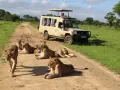 Lwy na drodze w Tanzanii, obok samochodu terenowego z turystami. Niesamowite zanzibar zwierzęta w ich naturalnym środowisku.