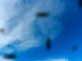 Macchie scure fluttuanti nel cielo azzurro, simili a quelle che si vedono per le miodesopsie cause.