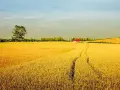 Złote pole pszenicy, samotne drzewo i dom z czerwonym dachem. Idealne miejsce na agro turystykę.