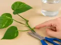 Mit einer Schere wird ein Blatt vom Efeustamm abgeschnitten, um Efeu zu vermehren.