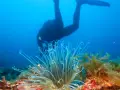 Buceador observa la rica biodiversidad marina, con una anémona y algas en primer plano.