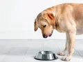 Czy pies może jeść kaszę bulgur? Sprawdź, co musisz wiedzieć!