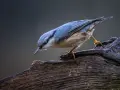 Ptak siada na gałęzi. Wspaniała fotografia przyrody.
