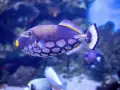Un vibrante pez ballesta morado con manchas blancas y boca amarilla nada en un acuario azul.