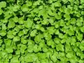 Feuillage dense de centella asiatica, plante aux multiples centella asiatica bienfaits visage pour une peau éclatante.
