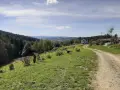 Droga wije się przez zielone wzgórza, prowadząc do domu na skraju lasu. Idealne miejsce na mały szlak beskidzki.