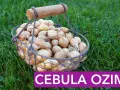 Jak się sadzi cebulę? Sprawdź najlepsze metody i porady na sukces