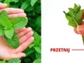 Jak sadzić miętę, aby uniknąć błędów i cieszyć się plonami
