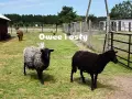 Na farmie strusi Kniewo pasą się owce i osły.