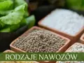 Nawozy organiczne czy mineralne: co wybrać dla lepszych plonów?
