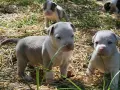 Quatre adorables chiots Staffordshire Bull Terrier explorent l'herbe sèche.