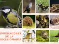 Carbonero común capturando orugas, junto a otros animales como erizo, avispa y murciélago, todos depredadores de la procesionaria.