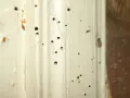 Drewno z licznymi otworami, śladami po szkodnikach. Do uzupełnienia ubytków w drewnie można użyć masy szpachlowej lub żywicy.