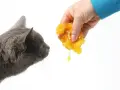 Czy koty mogą jeść miód? Dowiedz się, dlaczego to niebezpieczne