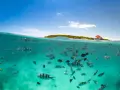 Zanzibar nurkowanie: ławica kolorowych ryb pływa w turkusowej wodzie, w tle zielona wyspa i łódź.
