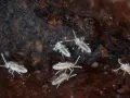 Małe, jasne skoczogonki w wilgotnej ziemi, poruszające się wśród drobnych cząstek gleby.