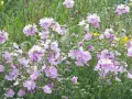 Ein Feld voller zarter, hellrosa Blüten der Moschus-Malve.