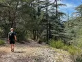 Un randonneur solitaire explore un sentier rocailleux au cœur d'une forêt de cèdres, une belle randonnée dans le Luberon.