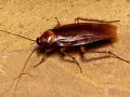 Una cucaracha común, con sus antenas largas y patas espinosas, se arrastra sobre una superficie rocosa de color ocre.