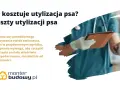 Koszty kremacji psa: Ile kosztuje godne pożegnanie pupila?
