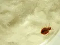 Un insecto, una chinche, se arrastra sobre material blanco y esponjoso. Si tienes chinches, esto es lo que hacer.