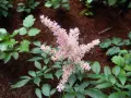 En fluffig, ljusrosa astilbe i kruka blommar vackert bland gröna blad och mörk jord.