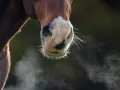 Gros plan sur le museau d'un cheval. De la vapeur s'échappe de ses narines, comme si ce cheval transpirait sans rien faire, peut-être à cause du froid.