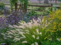 Ein modernes Blumenbeet mit lila und gelben Blüten, Gräsern und einem Holzzaun im Hintergrund.