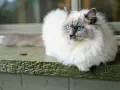 Piękny ragdoll wśród kotów, z niebieskimi oczami, siedzi na zielonej desce.