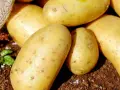 Jakie ziemniaki do sałatki jarzynowej? Wybierz najlepsze odmiany!