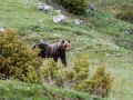 Un orso marsicano abruzzo passeggia su un prato verde tra arbusti.