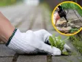 Rękawiczka usuwa chwasty z kostki brukowej. W kółku widać opryskiwacz, pokazujący domowe sposoby na chwasty.