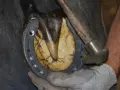 Un maréchal-ferrant ajuste un fer à cheval sur le pied d'un cheval. Le sabot est propre et sain, prêt pour un nouveau fer.