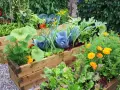 A vibrant raised garden bed shows how to grow vegetables like cabbage, lettuce, tomatoes, and squash, interspersed with bright orange marigolds.